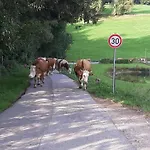 Kuhblick