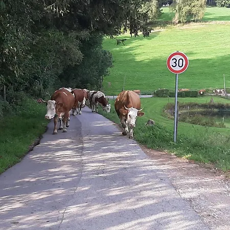 Kuhblick