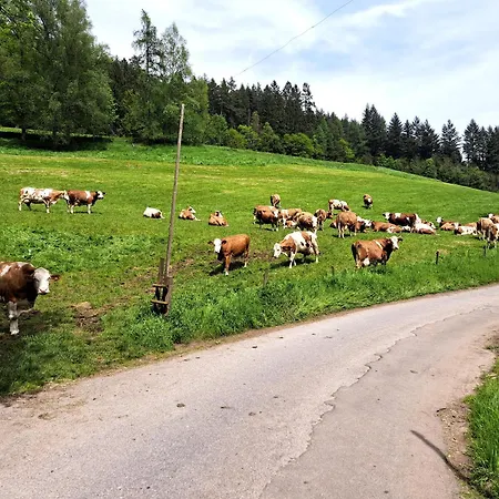 Kuhblick Baiersbronn