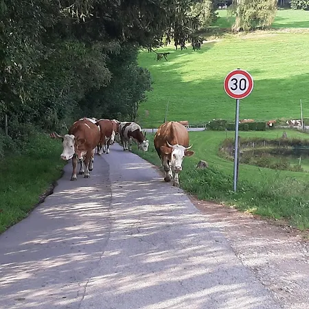 Kuhblick *