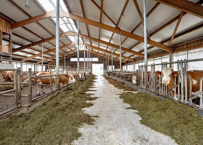 Kuhblick Baiersbronn